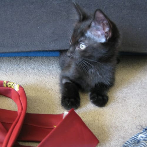 No photo for Remy