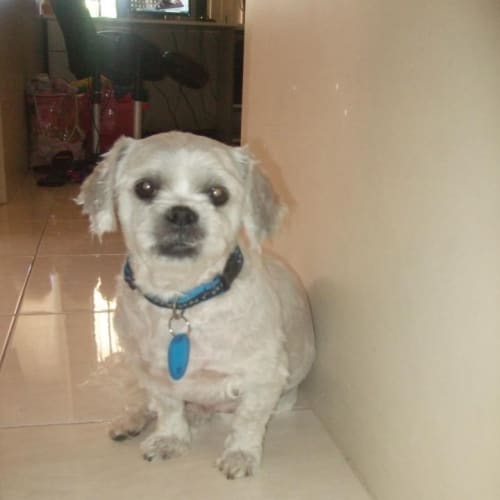 No photo for Chewy   Sweet Little Angel