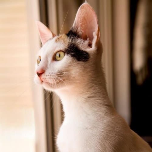 No photo for Houdini