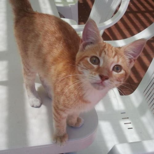 No photo for Bella*On Trial With Her New Family*