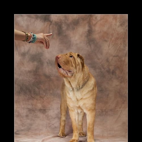 No photo for Lucy