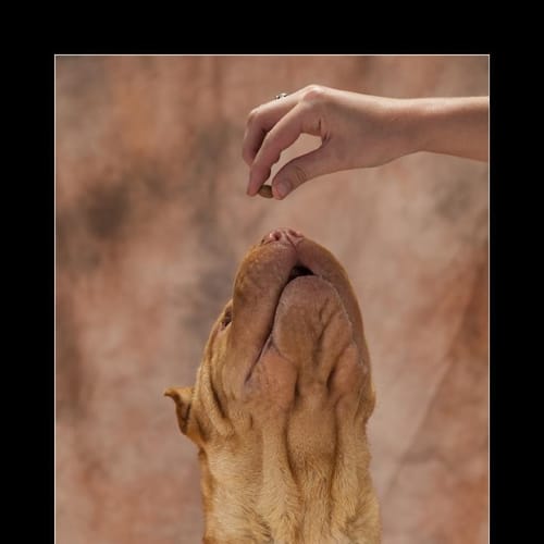 No photo for Lolli