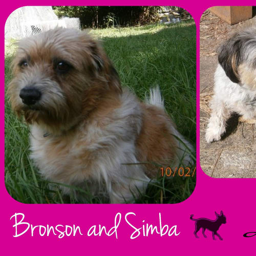 No photo for Bronson And Simba 