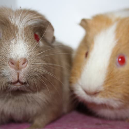 Becky, Angela, Courtney