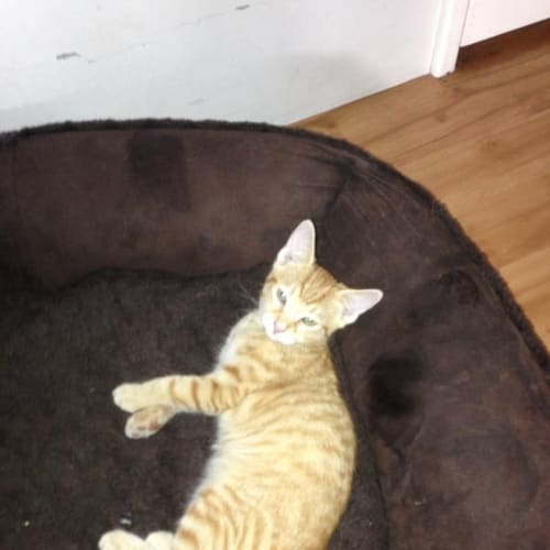 No photo for Milo*On Trial With His New Family*
