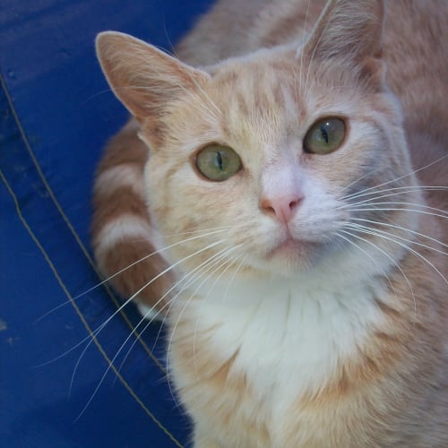 No photo for Berry  **Adoption Day Sun 14/04/13**