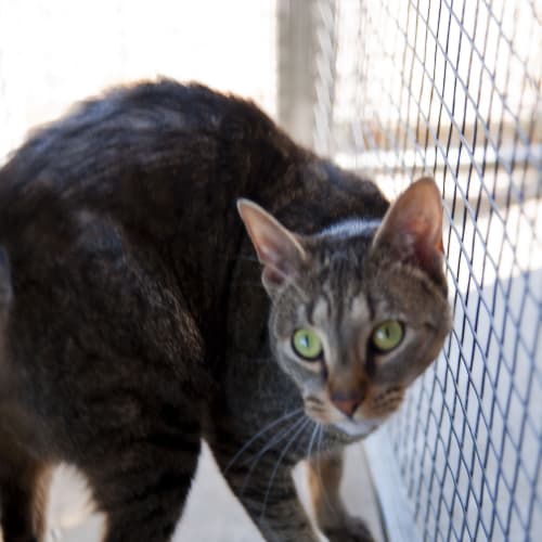 No photo for Indianna Id12268. Green Eyed Tabby Gal