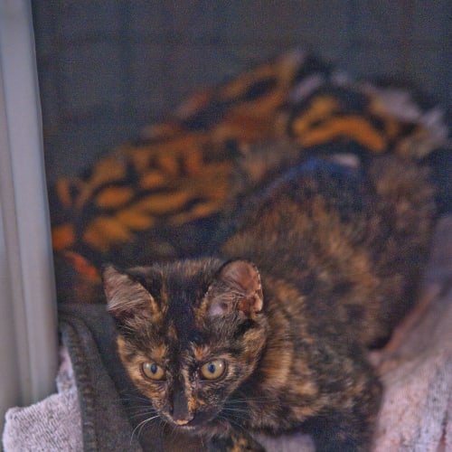 No photo for Toffee Id11988