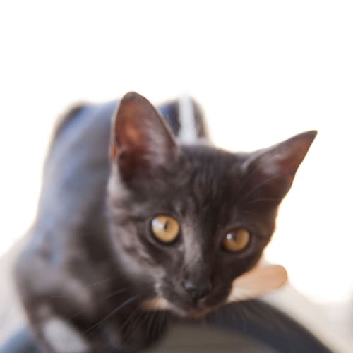 No photo for Smokey Id12050