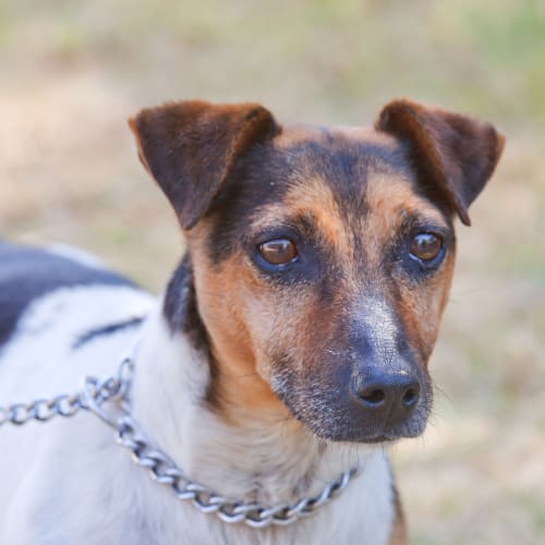 No photo for Eddie Id12285 A Mature Lad Who Loves A Walk