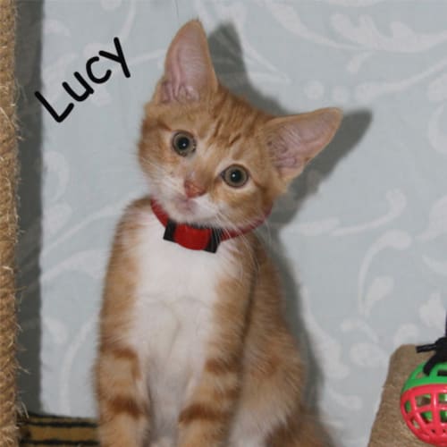 No photo for Lucy