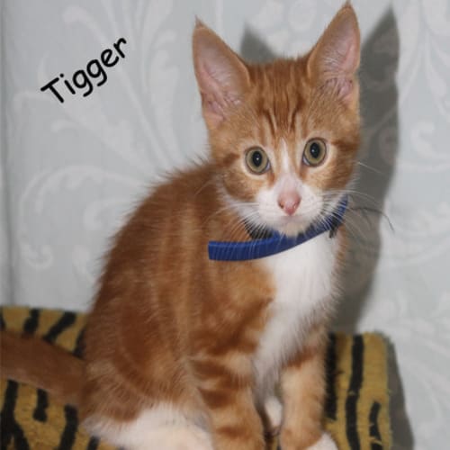 No photo for Tigger (Pets Domain)