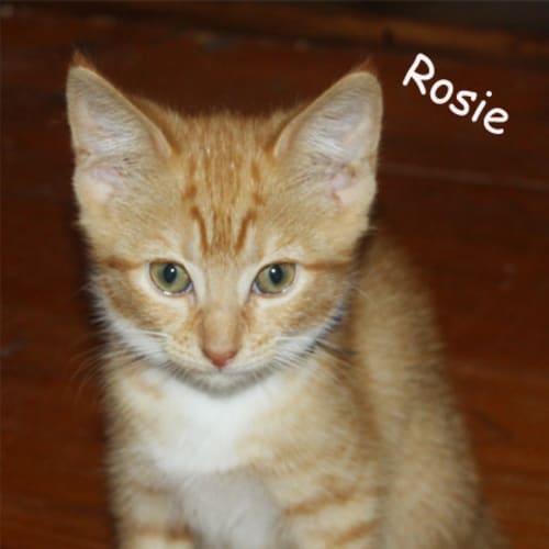 No photo for Rosie (Pets Domain)