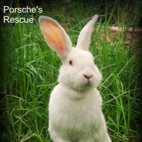 Bruce - Desexed and Vaccinated