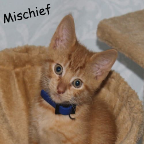 No photo for Mischief (Pets Domain)