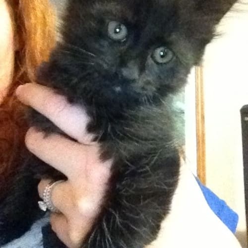 No photo for Bear*On Trial With His New Family*