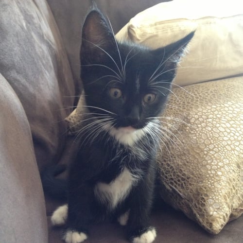 No photo for Domino*On Trial With His New Family*