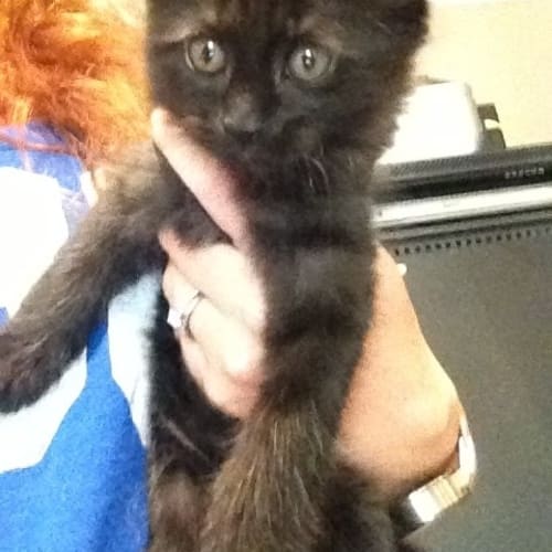 No photo for Inka*On Trial With Her New Family*