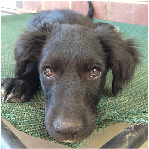 No photo for Ozzie **Adoption In Progress**
