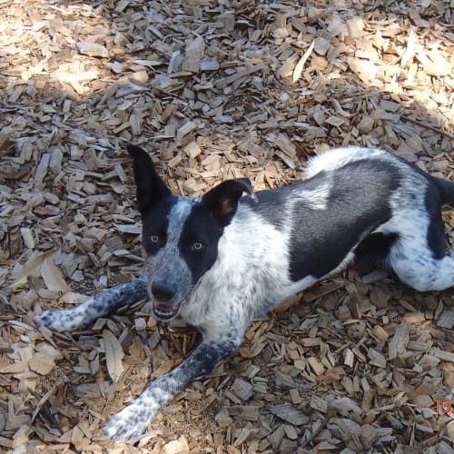 No photo for Sg Koolie X