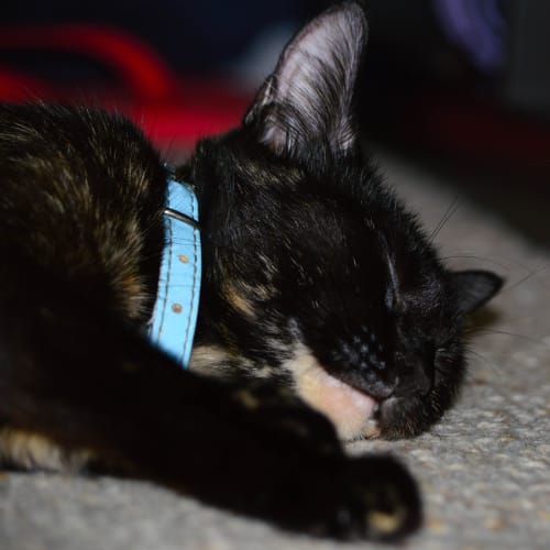 No photo for Bellatrix
