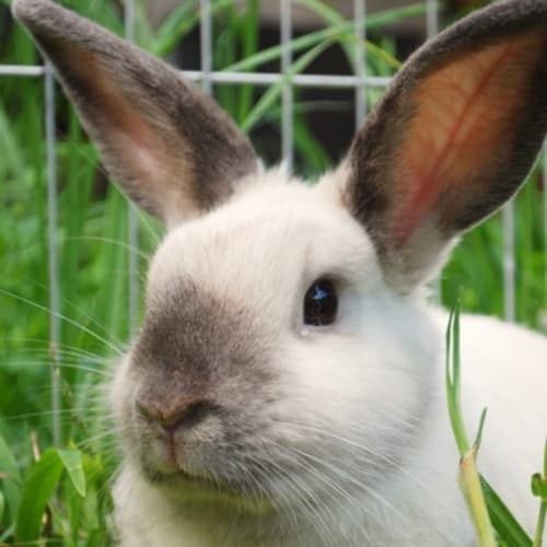 Laura - Desexed and Vaccinated