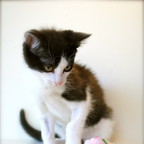 No photo for Dallas Gorgeous Affectionate Boy