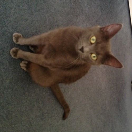 No photo for Chanel