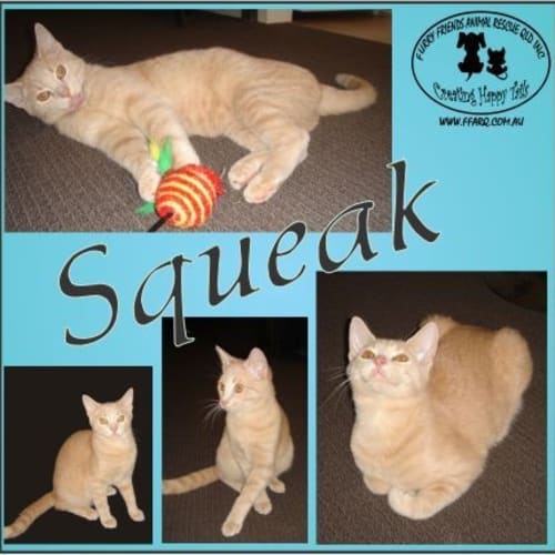 No photo for Squeak