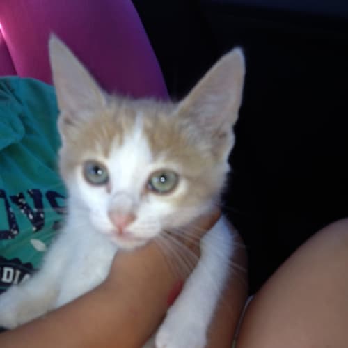 No photo for 7week Old Female Kitty