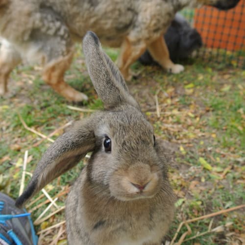 No photo for Crunchie  **On Trial!***