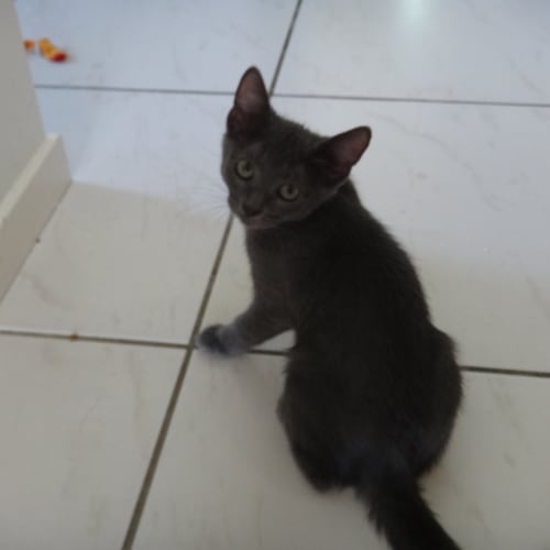 No photo for Saffron