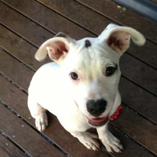No photo for Azaria (Pets Domain)