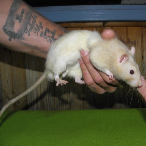 No photo for Rats, 