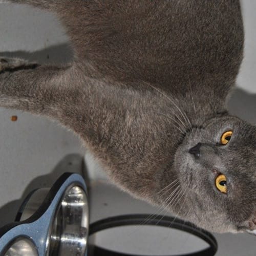 No photo for Herbert