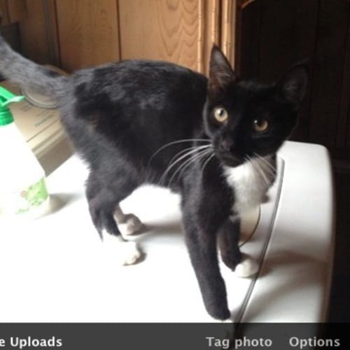 No photo for Mr Whiskas (Pets Domain)