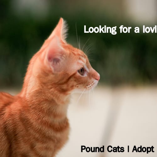 No photo for Pound Cats | D'artagnan Ginger Mousketeer