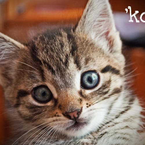 No photo for Kody** On Trial With His New Family