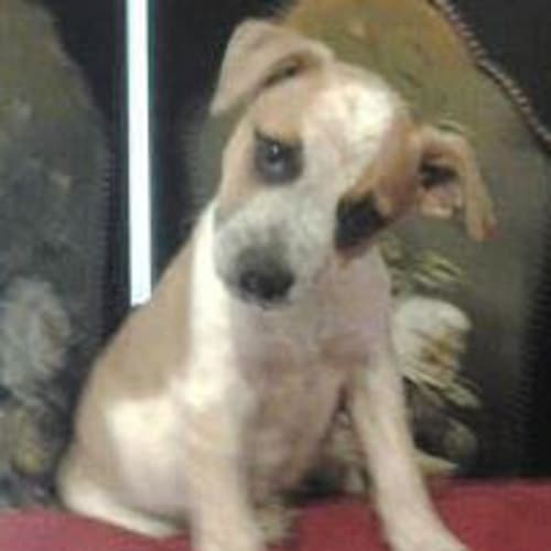 No photo for Bluey .. Great With Children And Cats.