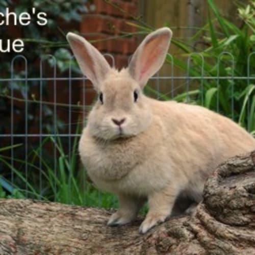 Carrots - Desexed and Vaccinated