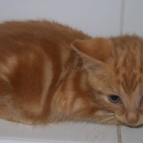 No photo for Cain  **Adoption Day Sun 14/04/13** 