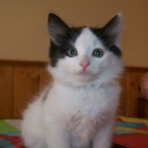 No photo for Lightning *Adoption Day 17/3/2013*