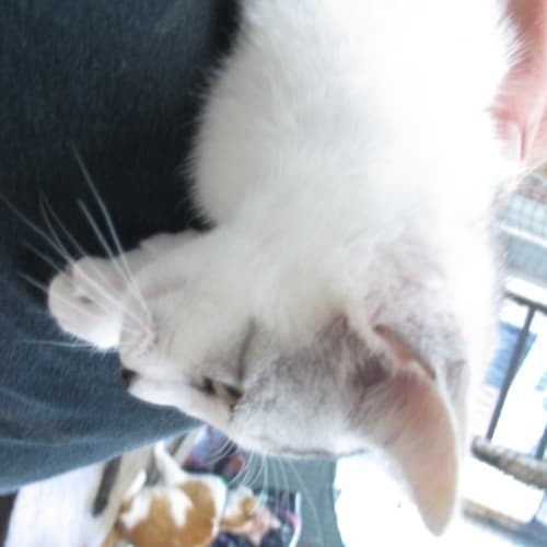 No photo for Tigerlily