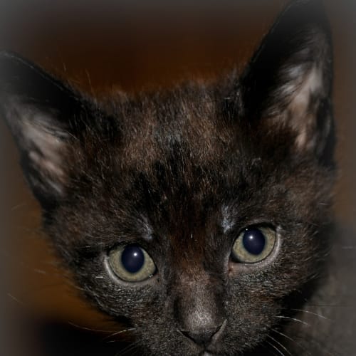 No photo for Benjamin Button*Adoption Pending* 