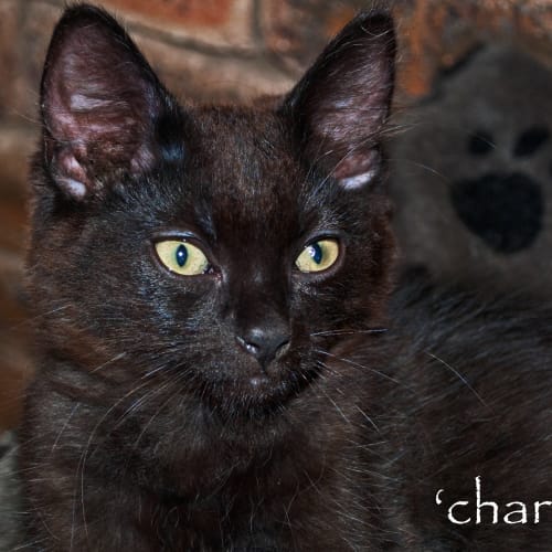 No photo for Charlotte*On Trial With My New Family*