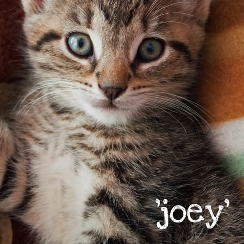 No photo for Joey*On Trial With His New Family*
