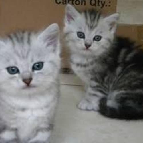 No photo for Tiffany (Silver Tabby)