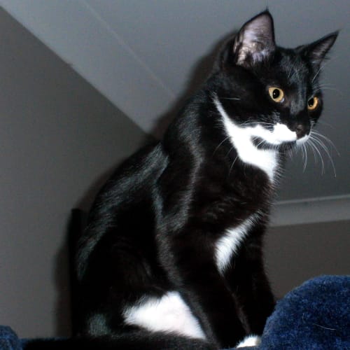 No photo for Sylvester