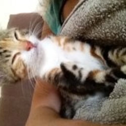 No photo for Bella