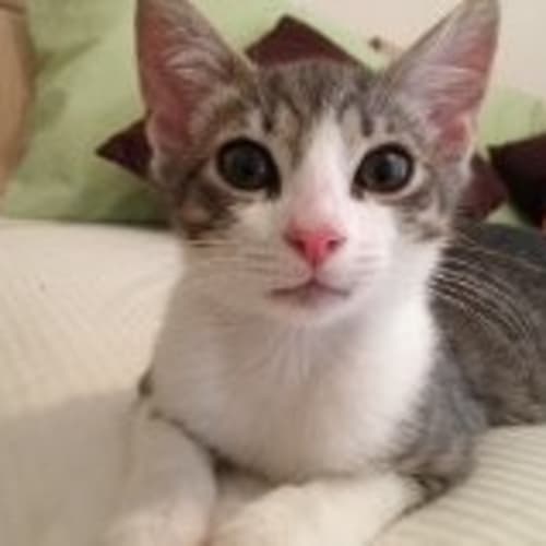 No photo for Mumma Cat (Free If Adopted With Kitten)